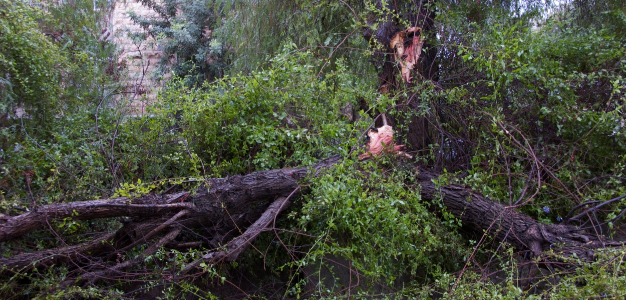 Two sides of the pepper tree downed by wind. ©2013 Michael Dickel
