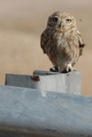 Athena Owl along the Alon Road, Occupied Territories / West Bank, Israel